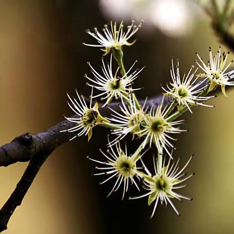 繁花落尽是芳华