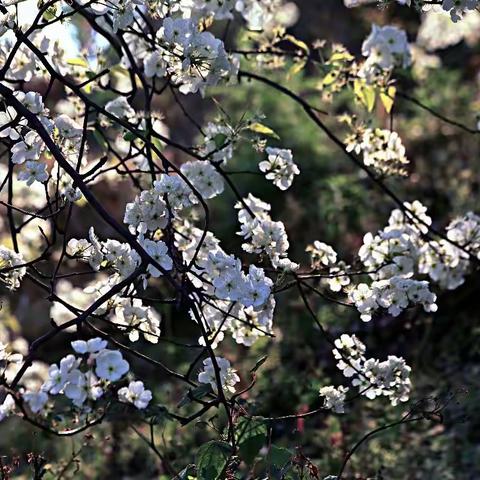 玉容寂寞泪阑干，梨花一枝春带雨（——梨花与古诗词）