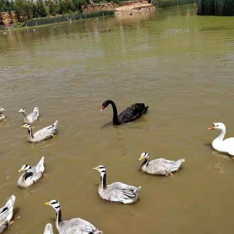 另一个角度看高原——高原野生动物园☀️☀️✨✨大美青海2018🌙🌙⭐️⭐️