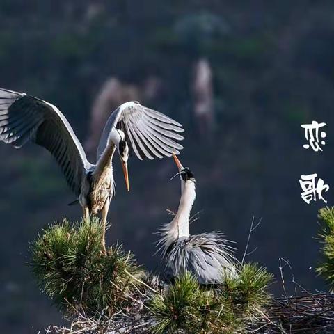 苍 鹭 恋 歌