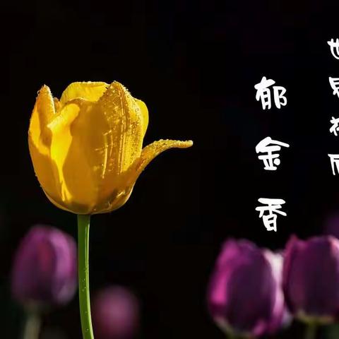 世界花后——郁金香