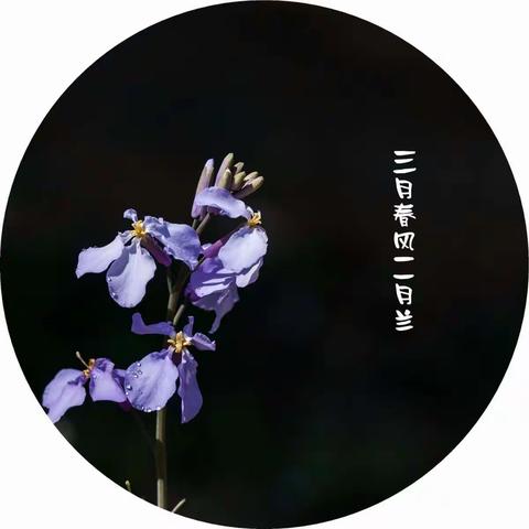 三月春风二月兰