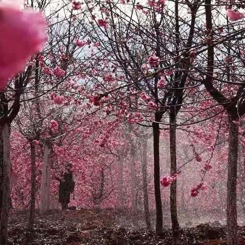 无限梦想的季节