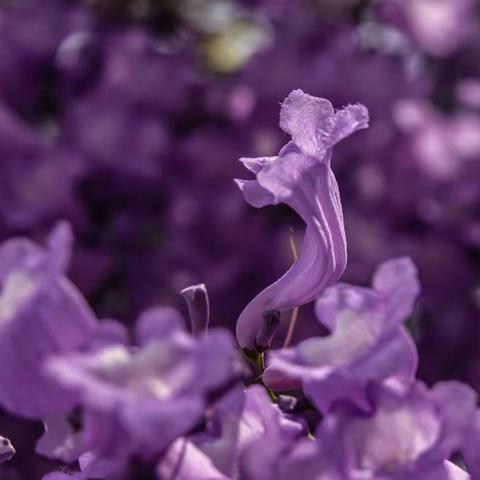 春可以满意地走