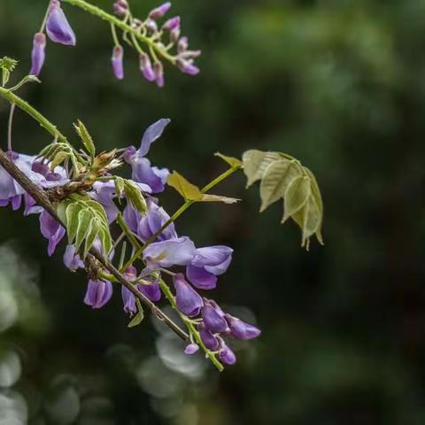 交大紫藤花2018