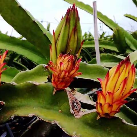 在亮丽的火龙果种植园里