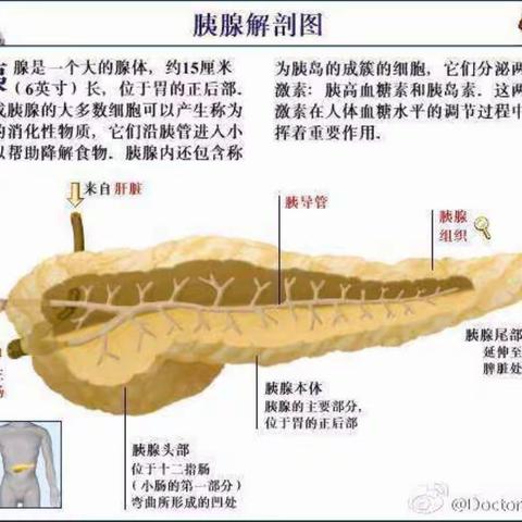 急性胰腺炎，你从哪里来？