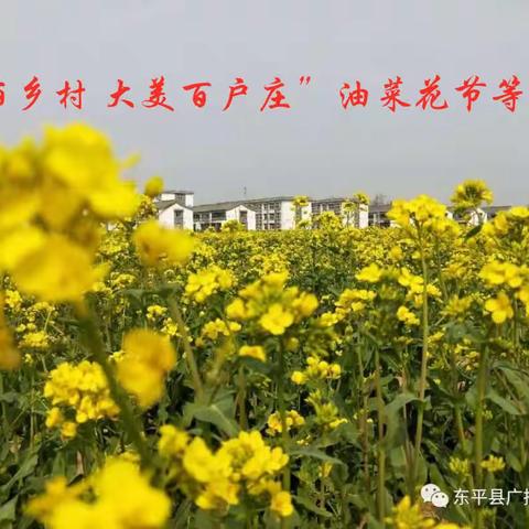 “美丽乡村  大美百户庄”第一届油菜花节欢迎您