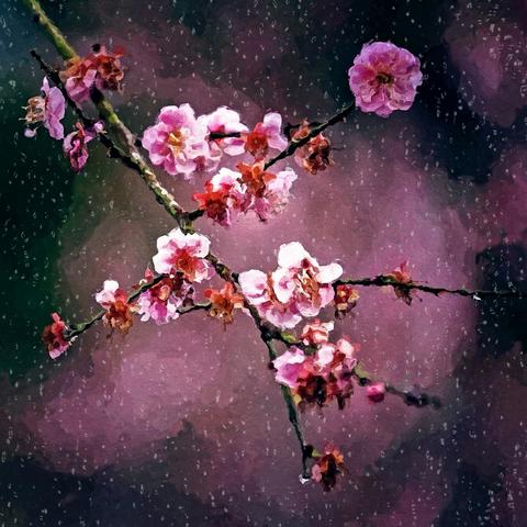 漫步凤鸣梅花园