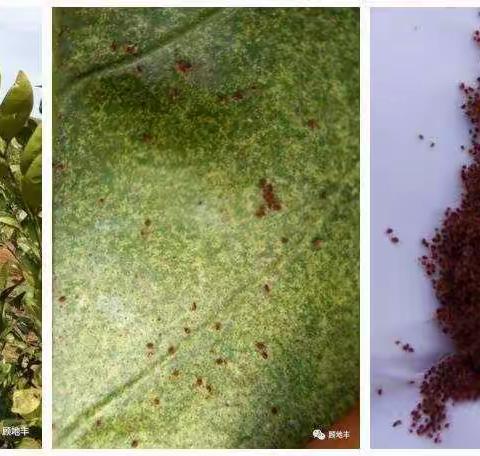 低温杀螨，满意真好