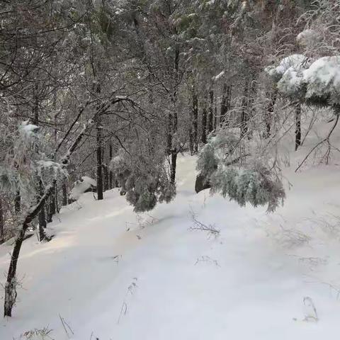 穿林海，跨雪原，2018那年涂山的雪