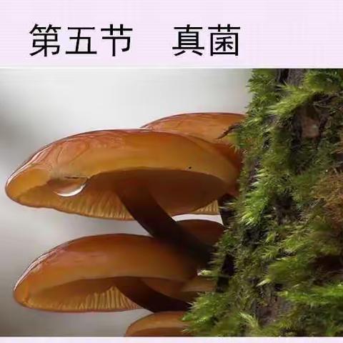 《真菌》校级公开课