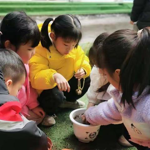 泸定县幼儿园大三班《土豆种植》