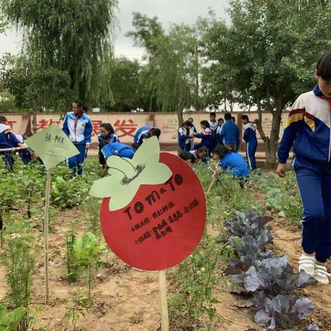 参与蔬菜种植  体验劳动乐趣――沙井镇双墩子小学参加第三届“种植吧小园丁”竞赛活动