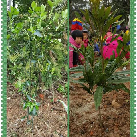 黄茅园镇中心小学“拥抱春天，种植绿色”植树节活动