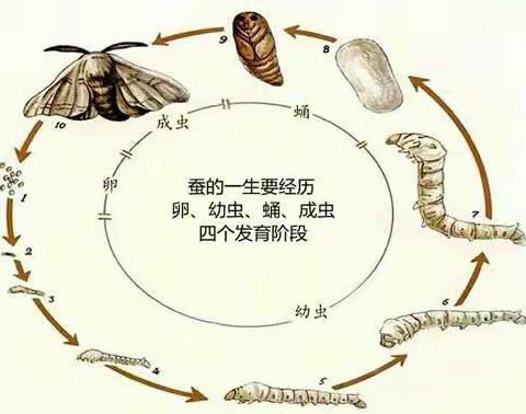 四(3)班   袁尔蔓   蚕宝宝成长记