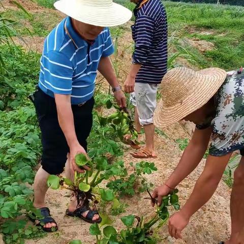 清理水浮莲 绿水青山现眼前—金波乡牙加村委会开展水浮莲清理“百日大战”攻坚行动