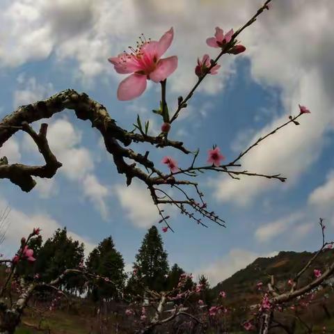 苑芳桃花醉春风