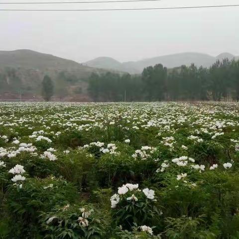 林业产业动态