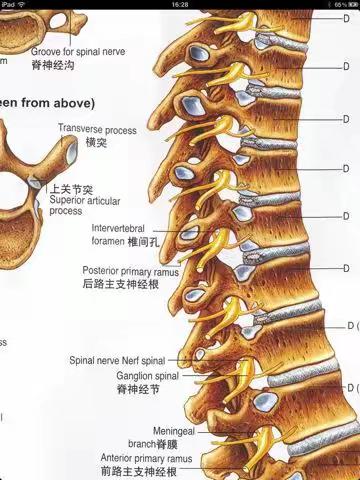 认识椎间盘突出