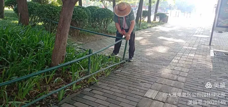 绿化麦冬草坪的栽种方法图片大全
