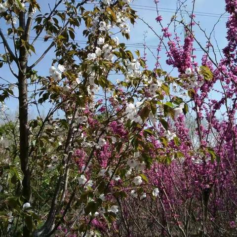 百花齐放春满园 第三实验小学语文一组同课异构活动精彩纷呈