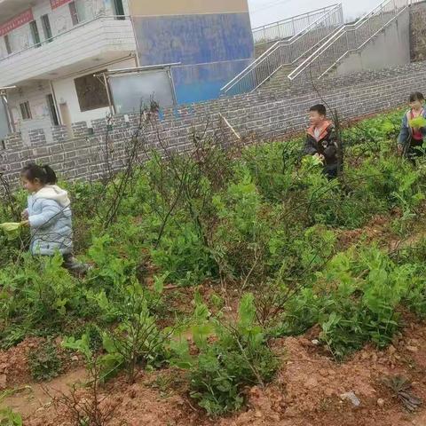 走进劳动基地体验劳动快乐一一慕冲小学劳动基地实践活动掠影