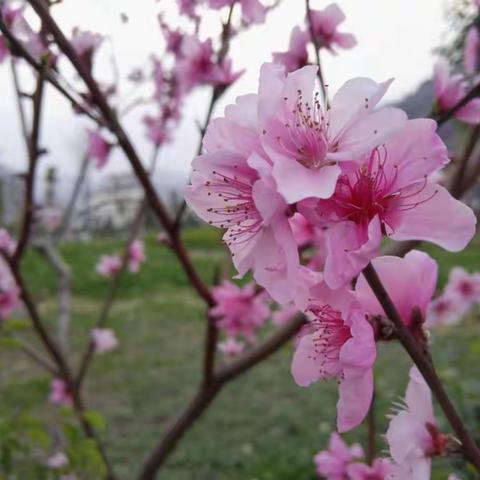 春暖花开