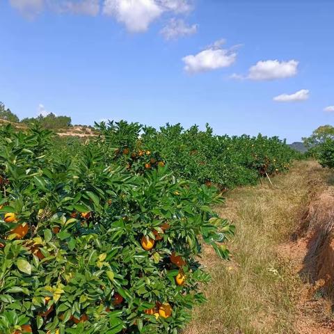 清华名府幼儿园小班组采摘脐橙亲子活动（副本）