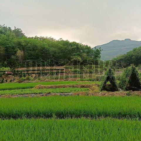 五指山市毛阳镇生态网格员持续开展巡查田间地头工作