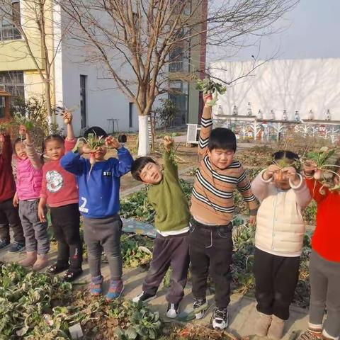 萝卜萝卜——大四班种植地观察记