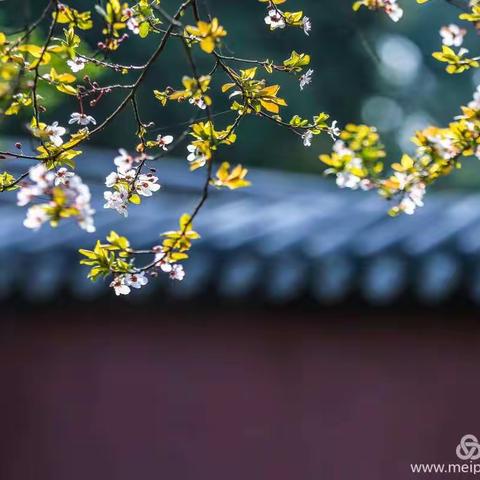 校本研修促转变  研讨学习助提升——2020年春季学期鹿城小学校本研修活动