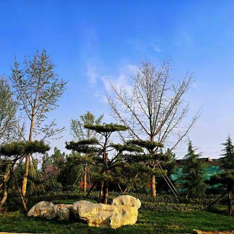 挖掘城市“绿色潜力”，打造道路绿化先行示范段