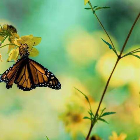 恰逢春日，一只蝴蝶🦋，满面春光～