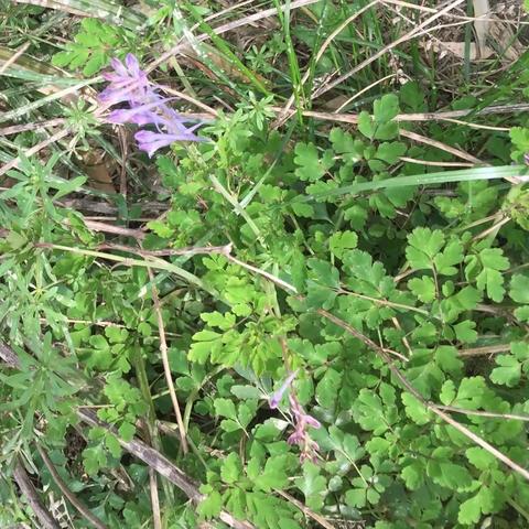 人间四月“野”芳菲