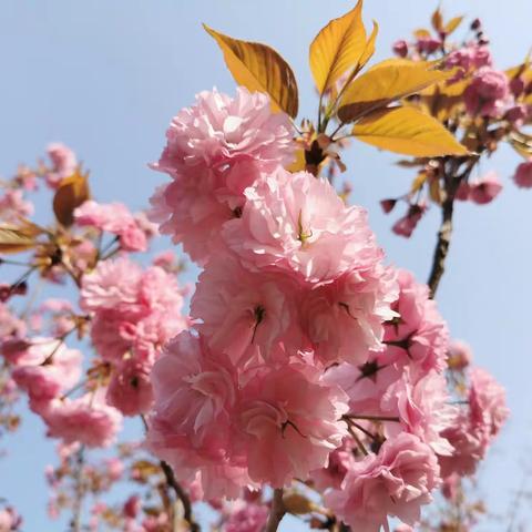 春暖🌸花开，为你而来