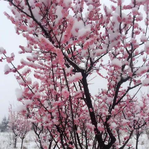 白鹿原风雪！