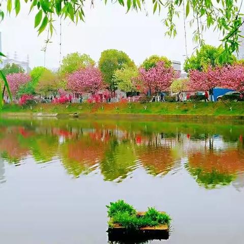 雨中赏樱