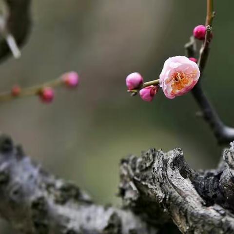 新泰市协庄学校“停课不停学，离校不离爱”诠释传道受业解惑的真谛