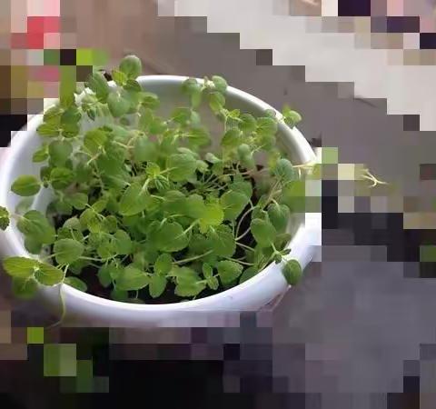 薄荷种植日记（夏艺铭）三（2）班