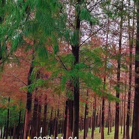 广州的秋天，鲜花怒放的秋天，色彩斑斓的秋天