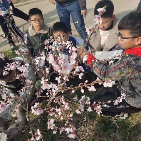 寻找校园的一小落春景