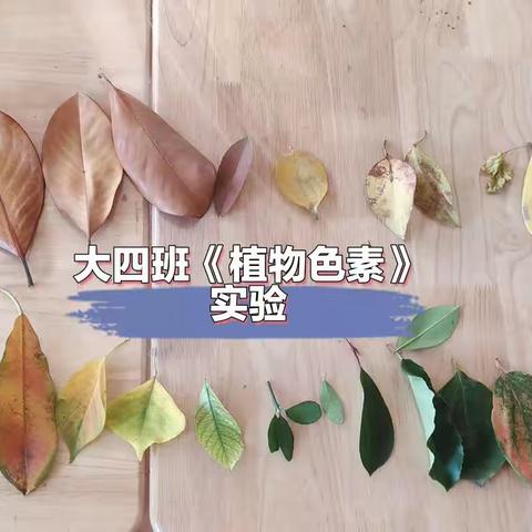 《自然而“染”》~植物色素之旅