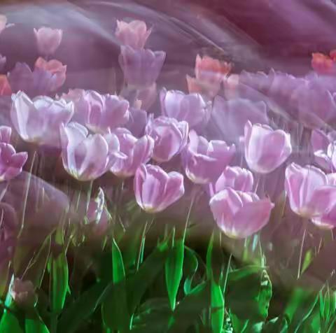 阿芳～魏素芳的美篇