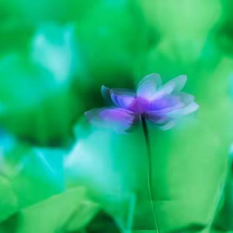 多重曝光拍荷花