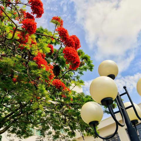 凤凰花红染鹭岛