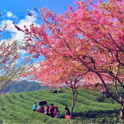 中国最美樱花圣地