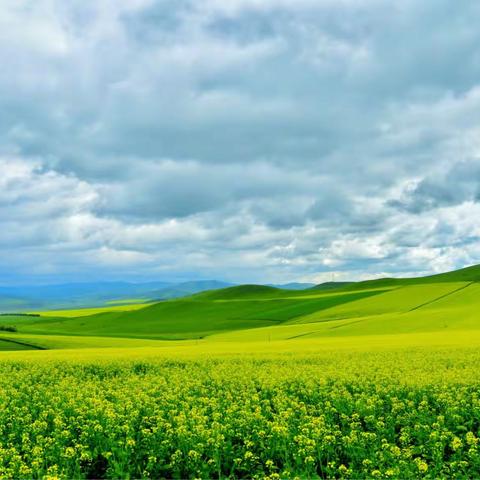 呼伦贝尔万亩油菜花海