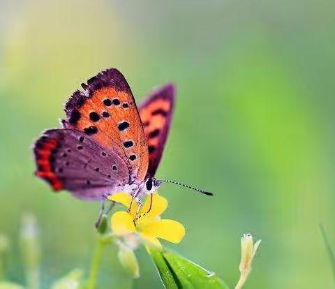 济宁市文昌阁小学二年级二班张晋铭的暑假生活