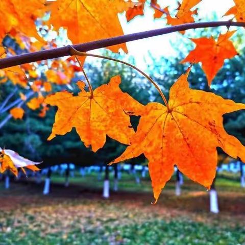返岗研修共交流，教育精彩同绽放——横州市陶圩镇苏村村委小学第一次返岗研修暨公开课课例展示